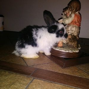 Meet your Posher, Mia